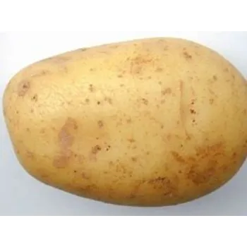 potato-05-4887353-30611.webp