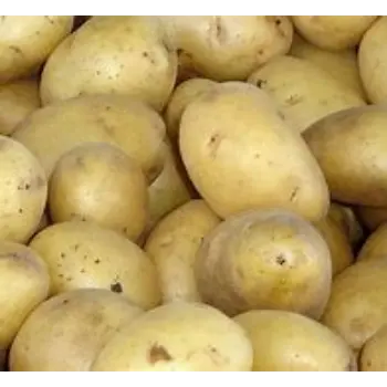 potato-07-8698286-99156.webp