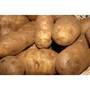 potato-09-178721-21107.webp