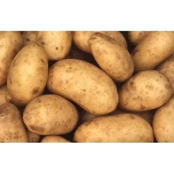 potato-10-7583600-41650.webp