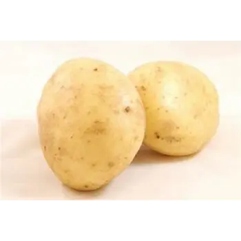 potato-11-9273404-47567.webp