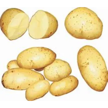 potato-12-222374-4290.webp