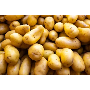 potato-17-2208581-58186.webp