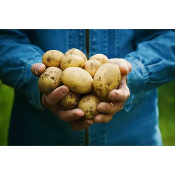 potato-18-3606617-15163.webp