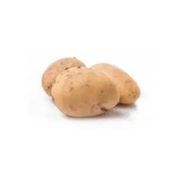 potato04-9070103-81680.webp