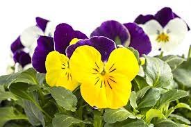 Pansy Plant pp1-8795866-39199.jpg