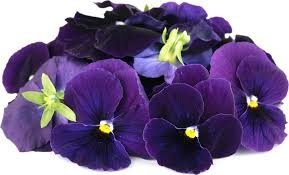 Pansy Plant pp11-959922-44809.jpg