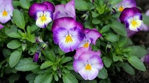 Pansy Plant pp20-900848-86820.jpg