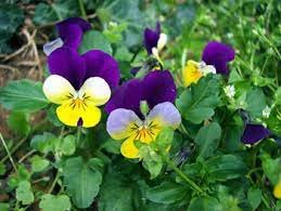 Pansy Plant pp3-7242402-85164.jpg