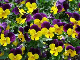 Pansy Plant pp4-9180900-39341.jpg