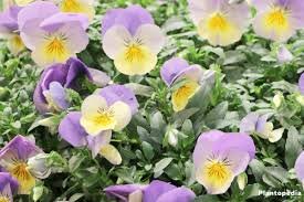 Pansy Plant pp5-5387733-72579.jpg