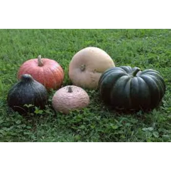 pumpkin01-1436421-96282.webp