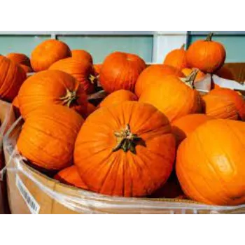 pumpkin02-2153224-64000.webp