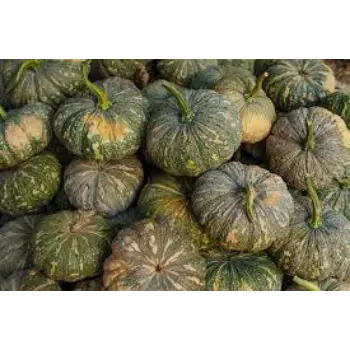 pumpkin06-7029463-27309.webp