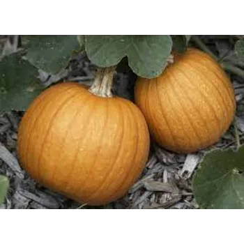 pumpkin06-8217460-96148.webp