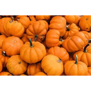 pumpkin07-9187965-18840.webp