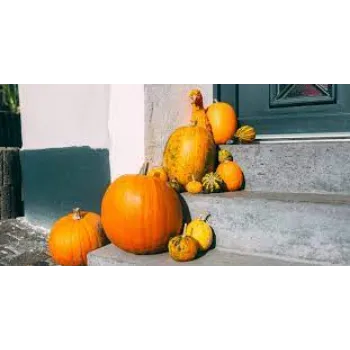 pumpkin08-4042796-99831.webp