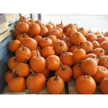 pumpkin1-1437195-92283.webp
