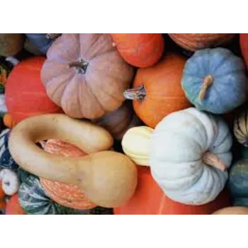 pumpkin1-2037820-53118.webp