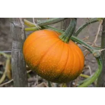 pumpkin10-307147-85173.webp