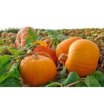 pumpkin10-837091-79932.webp