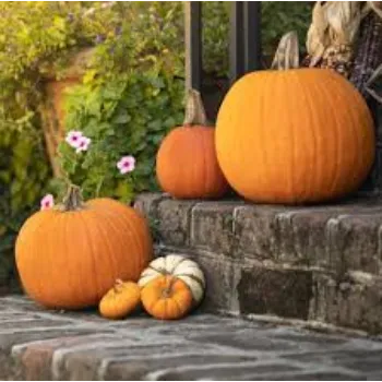 pumpkin12-9213468-3424.webp