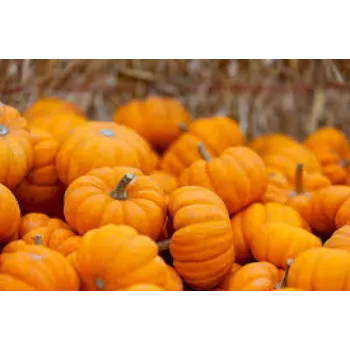 pumpkin13-967875-41842.webp