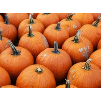 pumpkin14-2286944-58826.webp