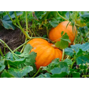 pumpkin14-2585441-66733.webp