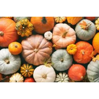 pumpkin14-7918384-62032.webp