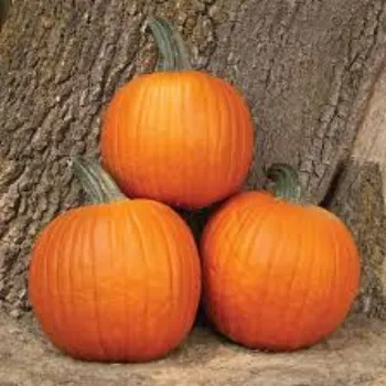 pumpkin14-9626507-37539.webp