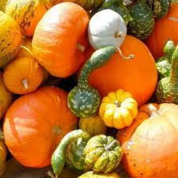 pumpkin15-7406050-40048.webp