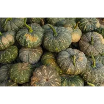 pumpkin17-8200992-70735.webp
