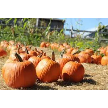 pumpkin18-1896667-49067.webp