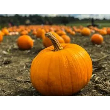 pumpkin18-2907942-31742.webp