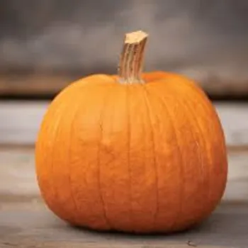 pumpkin19-4874416-92847.webp