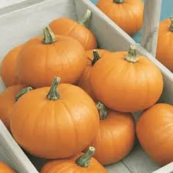 pumpkin19-6536343-43042.webp