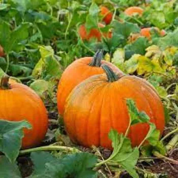 pumpkin19-7123491-76479.webp