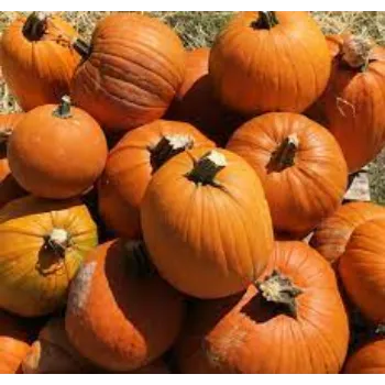 pumpkin20-3686262-99866.webp
