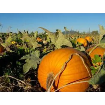pumpkin3-216034-40612.webp