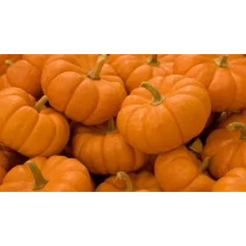pumpkin3-4351192-44085.webp