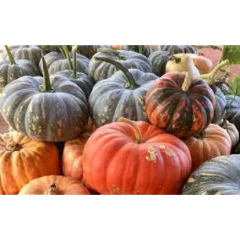 pumpkin3-8896841-1990.webp