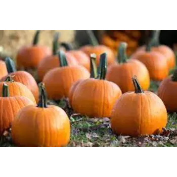 pumpkin4-238078-83119.webp