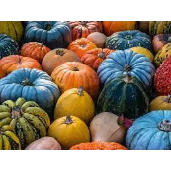 pumpkin4-4865630-74259.webp