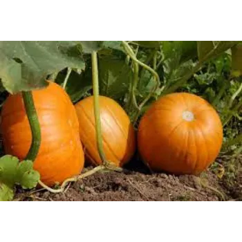 pumpkin5-2848618-96801.webp