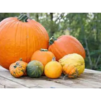 pumpkin6-438692-55046.webp