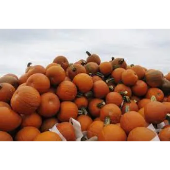 pumpkin6-4560267-97019.webp