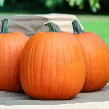 pumpkin7-1023116-19184.webp