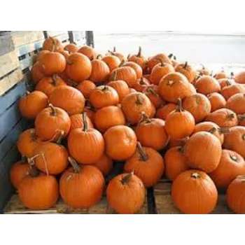 pumpkin7-4773742-97642.webp