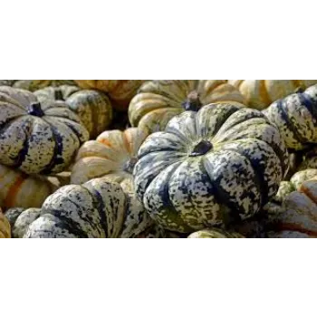 pumpkin7-8595081-52084.webp
